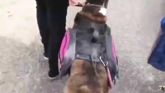 Grown Man BARKS At My Service Dog In Training! | 2019 Footage