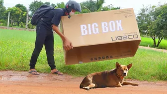 Huge Paper Box Vs Sleeping Dog | Super Funny Video Prank Dog Compilations