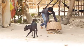 Huge Paper Box Vs Sleeping Dog | Super Funny Video Prank Dog Compilations