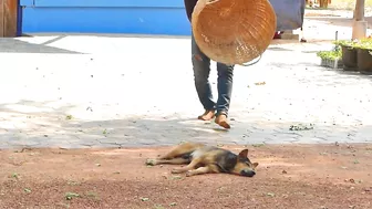 Huge Paper Box Vs Sleeping Dog | Super Funny Video Prank Dog Compilations