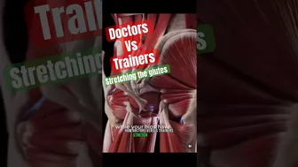 Doctors VS Trainers Stretching the Glutes