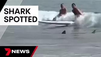 Shark spotted in between the flags at Manly beach | 7 News Australia