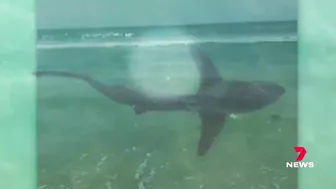 Shark spotted in between the flags at Manly beach | 7 News Australia