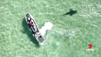 Shark spotted in between the flags at Manly beach | 7 News Australia