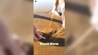 Australian beach worms are very dangerous ???? #shorts #kejufacts