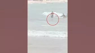 HUGE shark lurks up close to unsuspecting swimmers on Sydney beach