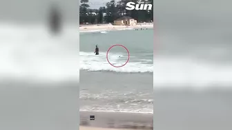 HUGE shark lurks up close to unsuspecting swimmers on Sydney beach