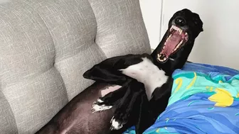 Racing greyhound gets his first taste of indoor life