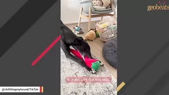 Racing greyhound gets his first taste of indoor life