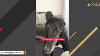 Racing greyhound gets his first taste of indoor life