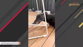 Racing greyhound gets his first taste of indoor life