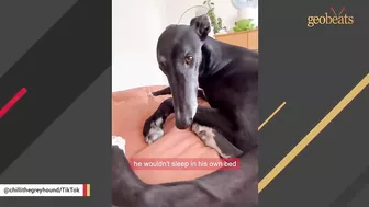 Racing greyhound gets his first taste of indoor life