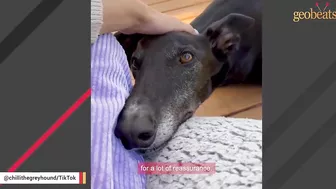 Racing greyhound gets his first taste of indoor life