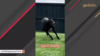 Racing greyhound gets his first taste of indoor life