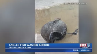 Deep-Sea Fish Washes Up On SoCal Beach