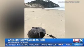 Deep-Sea Fish Washes Up On SoCal Beach