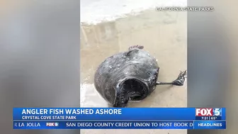 Deep-Sea Fish Washes Up On SoCal Beach