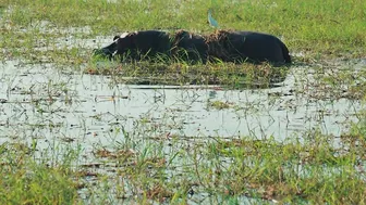 Experience the Okavango Delta with Intrepid Travel