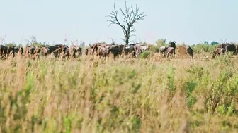 Experience the Okavango Delta with Intrepid Travel