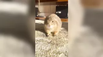 Prairie Dog Yoga! #prairiedog #yoga #stretch