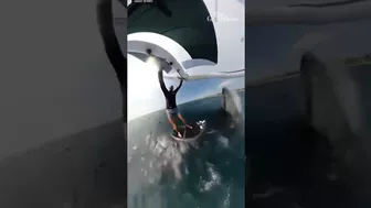 Moment whale body-slams wingfoiler at Sydney beach