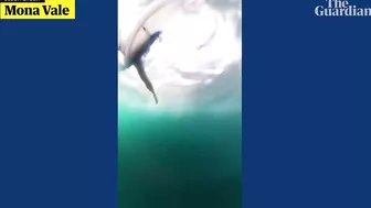 Video captures moment wingfoiler is body-slammed by whale at Sydney beach