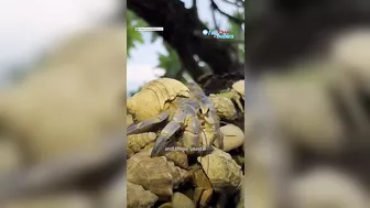 Photographer saves hermit crabs living in ‘beach trash homes’, sparks global support l GMA