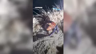 Photographer saves hermit crabs living in ‘beach trash homes’, sparks global support l GMA