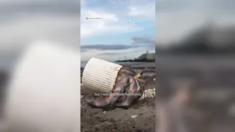 Photographer saves hermit crabs living in ‘beach trash homes’, sparks global support l GMA