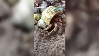 Photographer saves hermit crabs living in ‘beach trash homes’, sparks global support l GMA