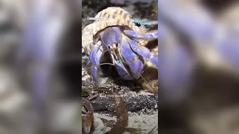 Photographer saves hermit crabs living in ‘beach trash homes’, sparks global support l GMA