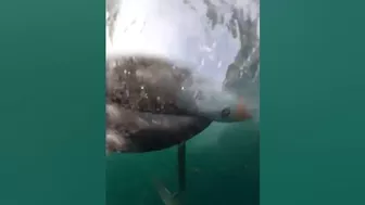 Video captures whale body-slamming windsurfer at Sydney beach