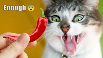 ????Funniest Cat Videos????|| Hilarious Animals Compilation | Pretty Kittens Part 2