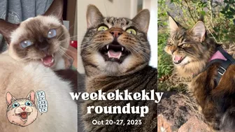 ekekekkekkek compilation - Funny Cats Chirping & Chattering (Weekly Roundup: Oct 20-27, 2023)