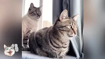 ekekekkekkek compilation - Funny Cats Chirping & Chattering (Weekly Roundup: Oct 20-27, 2023)