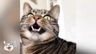 ekekekkekkek compilation - Funny Cats Chirping & Chattering (Weekly Roundup: Oct 20-27, 2023)