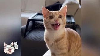 ekekekkekkek compilation - Funny Cats Chirping & Chattering (Weekly Roundup: Oct 20-27, 2023)