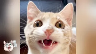 ekekekkekkek compilation - Funny Cats Chirping & Chattering (Weekly Roundup: Oct 20-27, 2023)