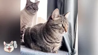 ekekekkekkek compilation - Funny Cats Chirping & Chattering (Weekly Roundup: Oct 20-27, 2023)