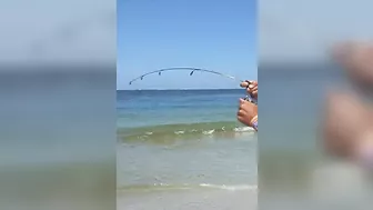 These rod bends are insane... #fishing #beach #fishingvideo #beachfishing