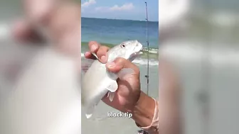 These rod bends are insane... #fishing #beach #fishingvideo #beachfishing