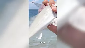 These rod bends are insane... #fishing #beach #fishingvideo #beachfishing