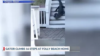 Alligator climbs steps at Folly Beach home