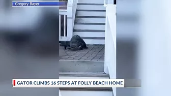 Alligator climbs steps at Folly Beach home