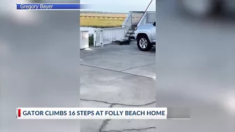 Alligator climbs steps at Folly Beach home