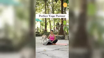 Perfect Yoga Partner You can Get | Dogs Photobombing #shorts #yoga #mindbodysoul