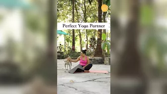 Perfect Yoga Partner You can Get | Dogs Photobombing #shorts #yoga #mindbodysoul