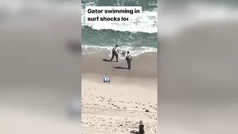 Gator swimming in surf shocks locals in Hillsboro Beach #florida