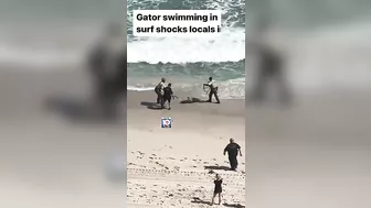 Gator swimming in surf shocks locals in Hillsboro Beach #florida