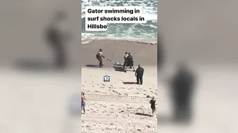 Gator swimming in surf shocks locals in Hillsboro Beach #florida